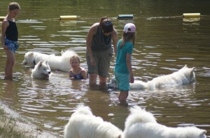 samoyedes_baignade