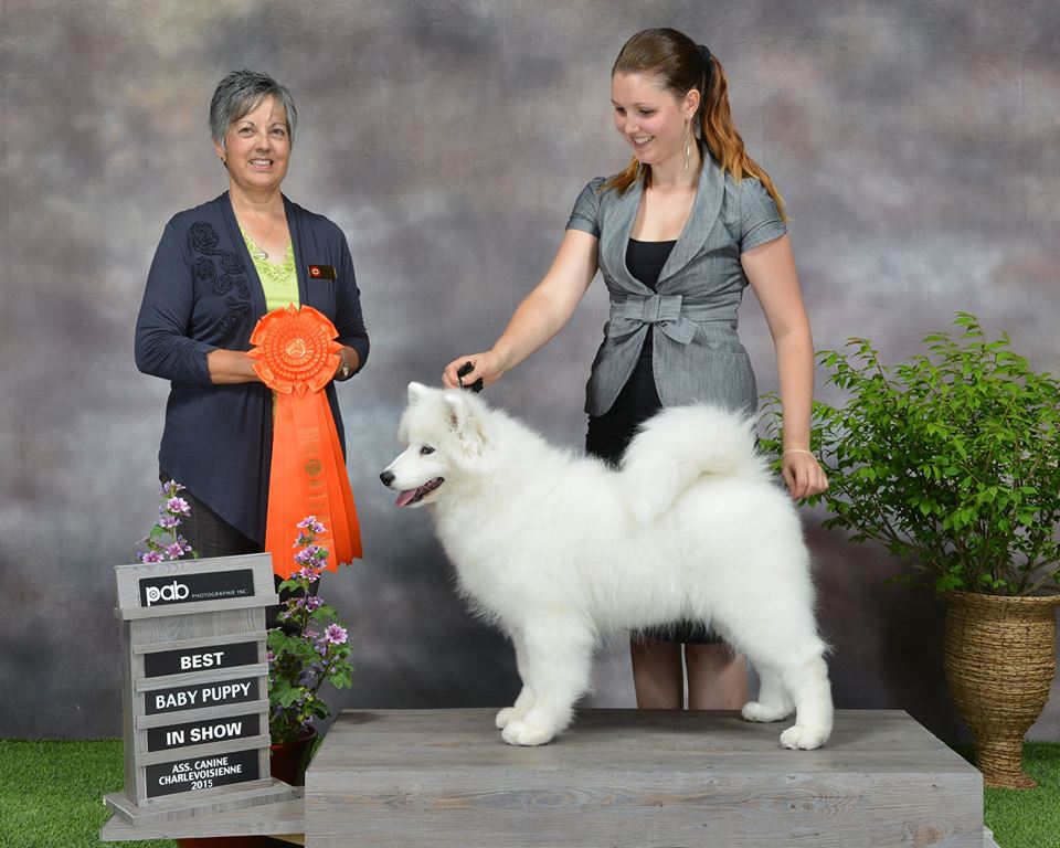 Best Baby Puppy in Show