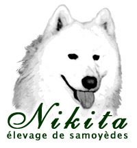 Nikita élevage De Samoyèdes